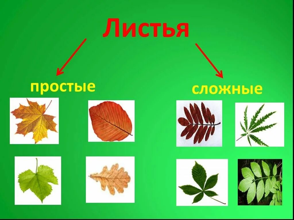 Простые и сложные листья. Листья деревьев. Листья разных растений. Типы сложных листьев.