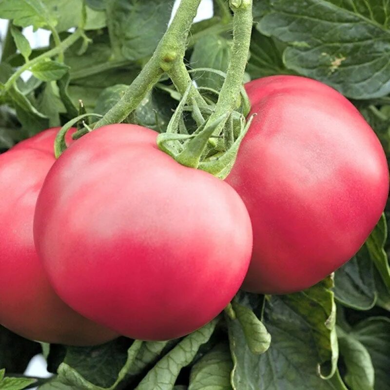 Семена томатов малиновый слон. Томат малиновый родео. Lycopersicon esculentum сорта. Семена помидор малиновое. Томаты малиновое чудо сады россии.