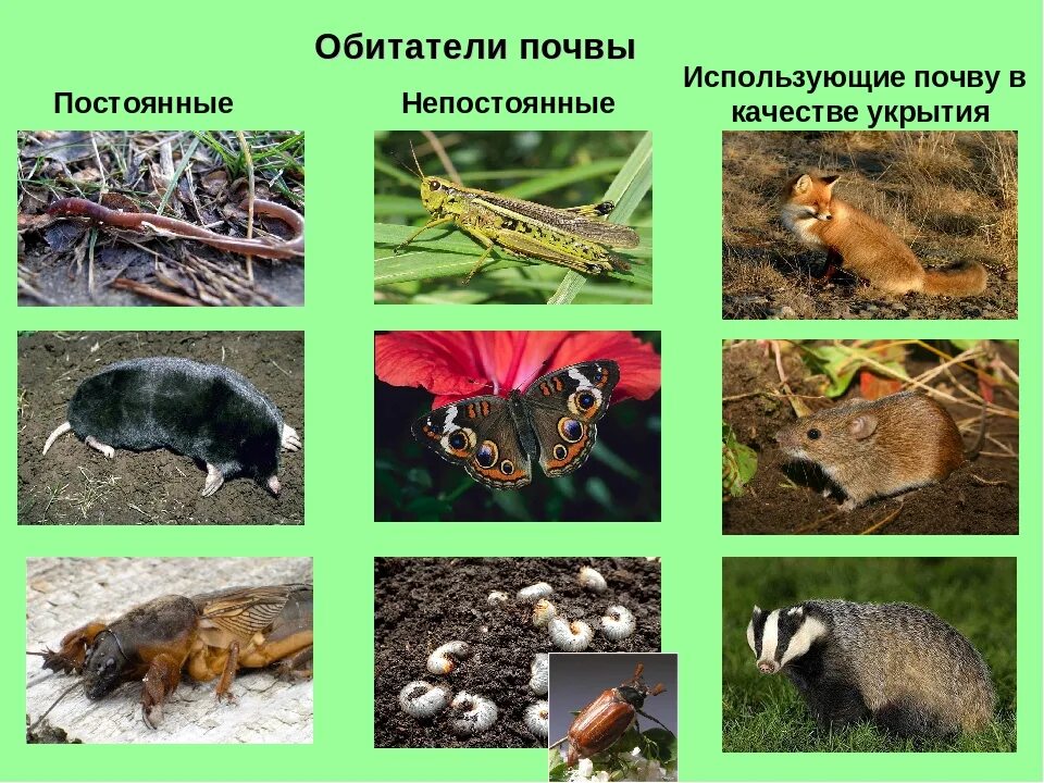 К какой группе обитателей почвы относятся микроорганизмы. Обитатели почвенной среды. Животные почвы. Животные обитающие в почве. В почвенной среде обитают.