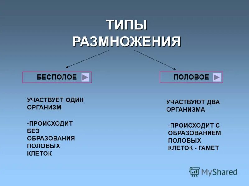 1 из типов размножения. Типы размножения. типы размножения организмов. типы бесполого размножения. типы размножения половое и бесполое.