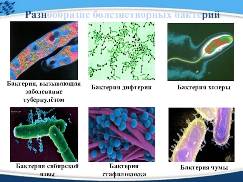 Пример бактерий вызывающих болезни. Бактерии патогенные 5 класс биология. Болезнетворные бактерии 5 класс биология. Бактерии и болезни 5 класс. Патогенные бактерии это в биологии 7 класс.