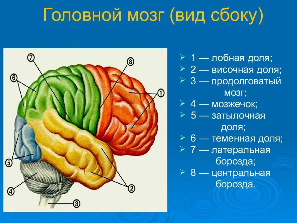 Выберите височную долю