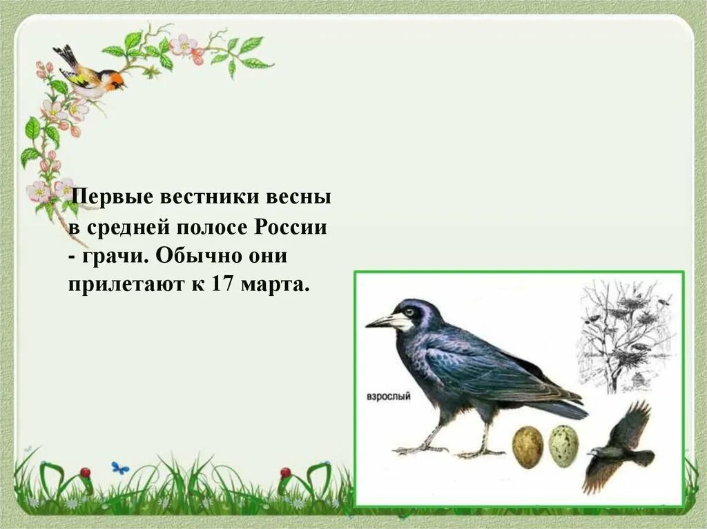 Стихи для детей про птиц весной. Первые вестники весны в средней полосе России - Грачи. Перелетные птицы для детей. Птицы весной презентация для дошкольников.