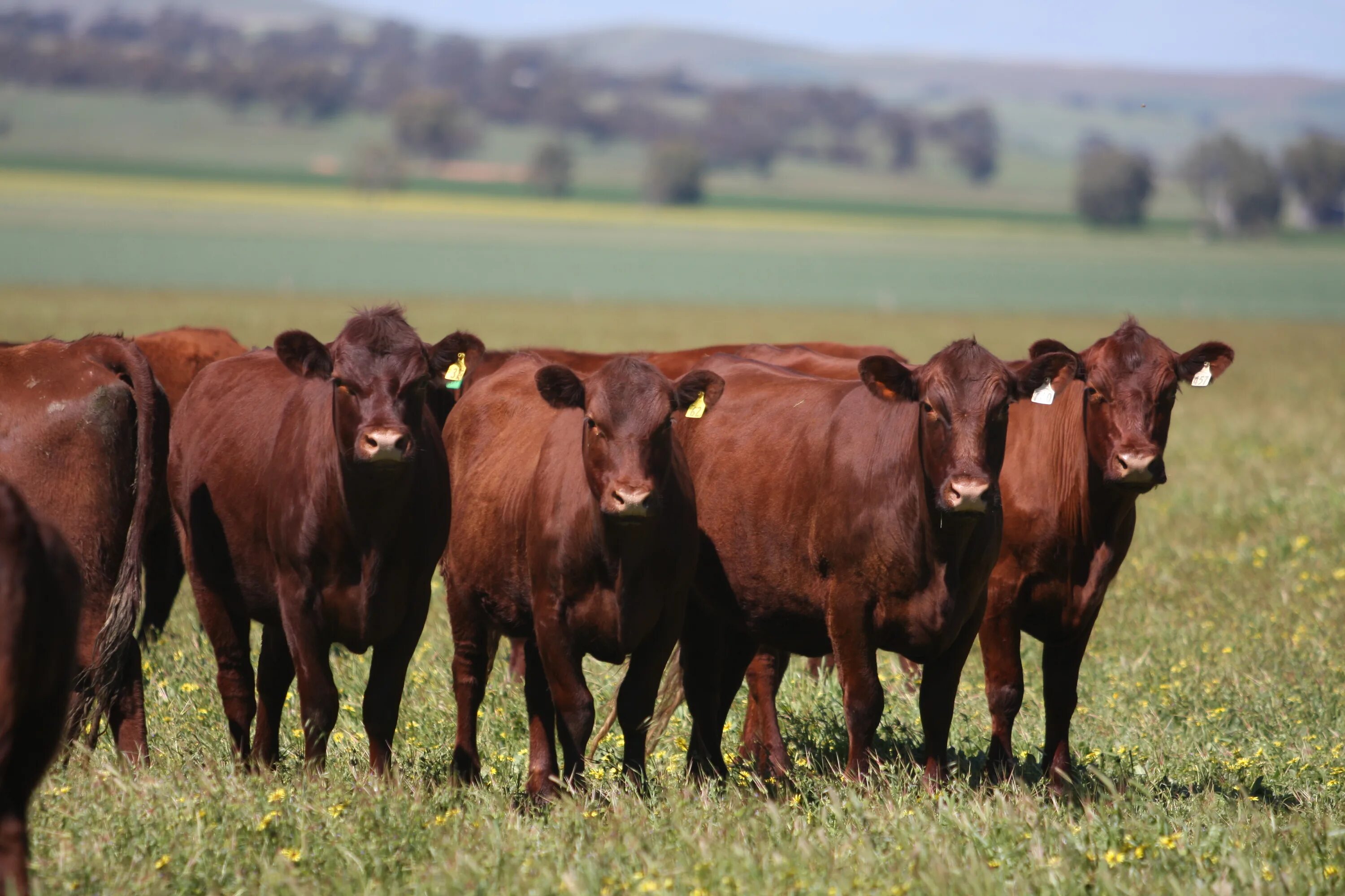 вакцинация сельхоз животных. ветеринарно профилактические мероприятия в овцеводстве. вакцинация животных крс. антибиотики в животноводстве. ветеринария в животноводстве.
