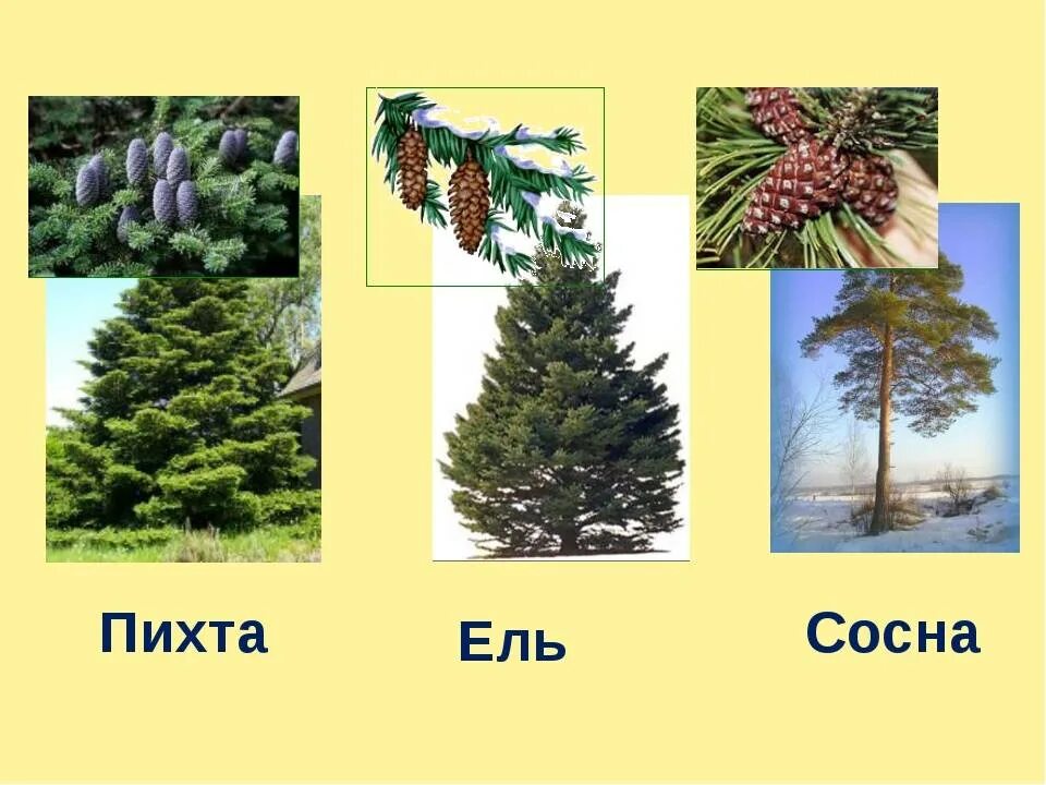 Ель подчеркните в словах. Елка пихта сосна. Ель пихта сосна кедр лиственница. Хвойные деревья ель сосна пихта кедр. Елка пихта сосна отличие.