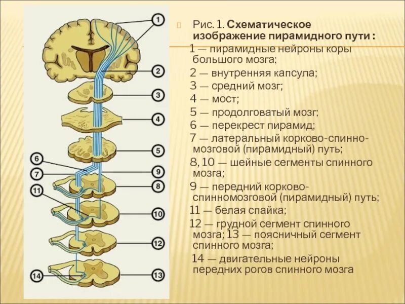 Проходящие пути спинного мозга. Перекрест пирамидного пути. Проводящие пути спинного мозга анатомия. Методы исследования пирамидного пути. Схема основных проводящих путей спинного мозга.