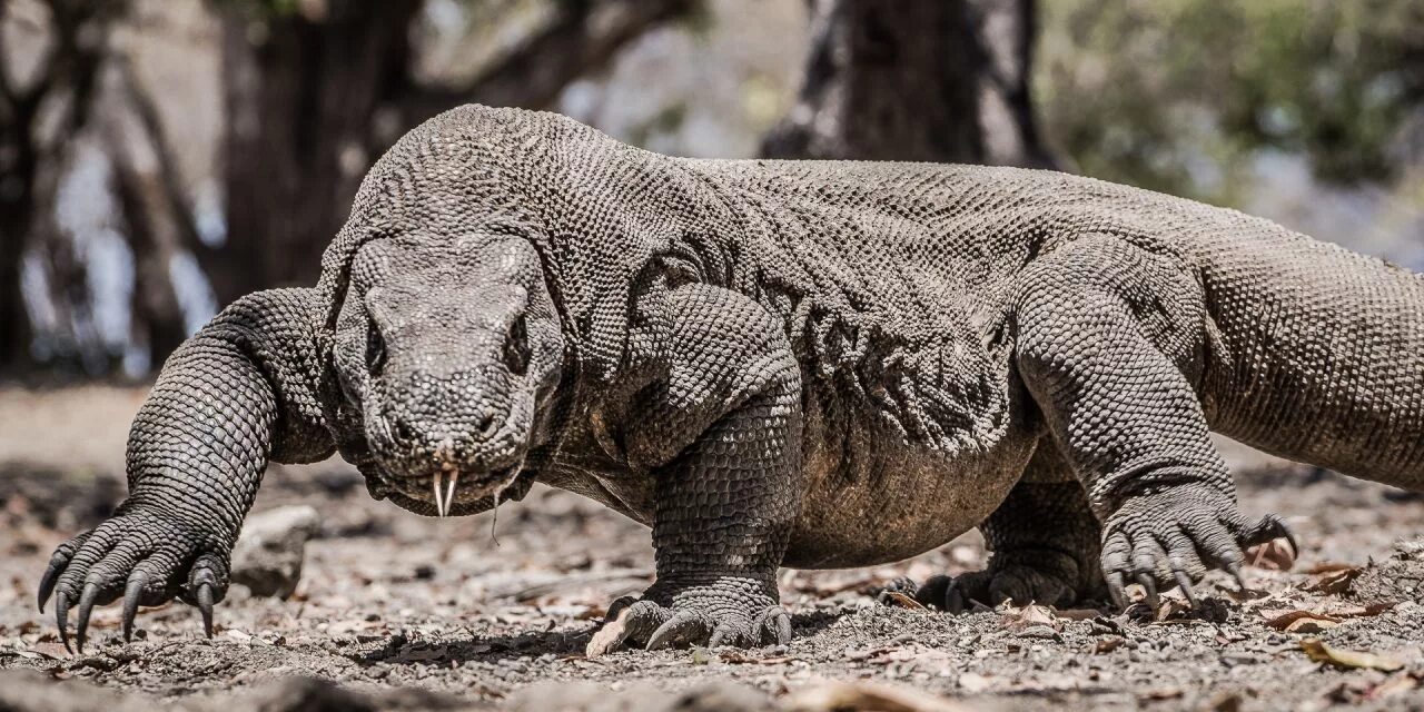 варан размеры. вараны острова комодо. варан размеры. пресмыкающиеся комодский варан. варан бали комодский.