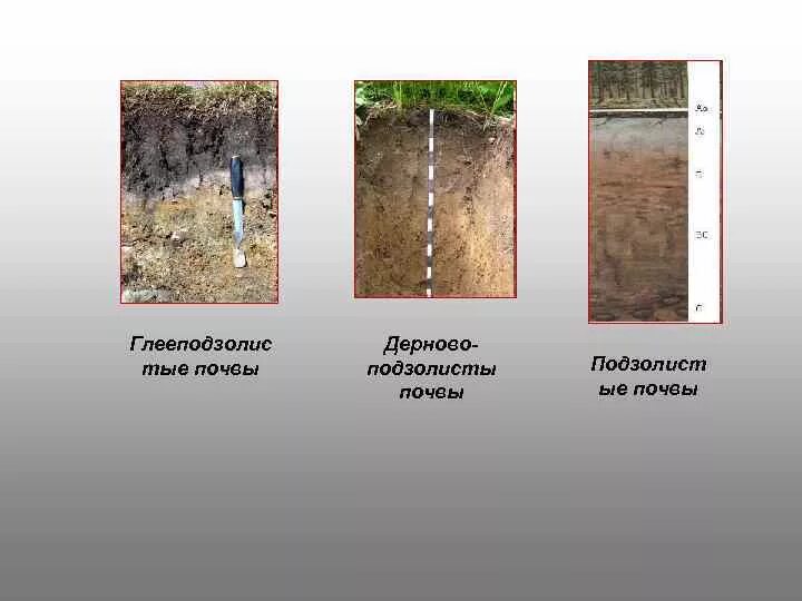 Дерново-подзолистые почвы гумусовый Горизонт. Почвенный профиль подзолистых почв. Дерново-подзолистые почвы профиль. Почвенный профиль дерново-подзолистых почв.