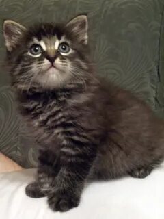 Сибирский котенок в добрые
