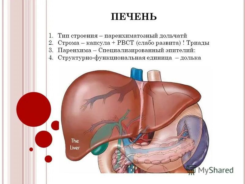 Функциональной единицей печени является