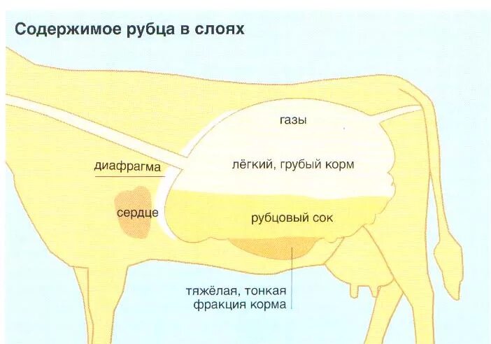 Строение желудка жвачных крс. Пищеварительная система парнокопытных жвачных животных. Строение пищеварительной системы жвачных животных. Строение многокамерного желудка жвачных млекопитающих. Желудок коровы название.