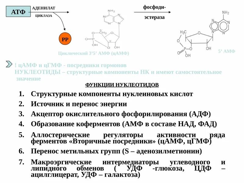 Нуклеотиды белка. Строение и биологическая роль нуклеиновых кислот биохимия. Функции в организме нуклеиновых кислот и нуклеотидов. Структура и биологическая роль нуклеиновых кислот. Структура и функции нуклеозидов и нуклеотидов.