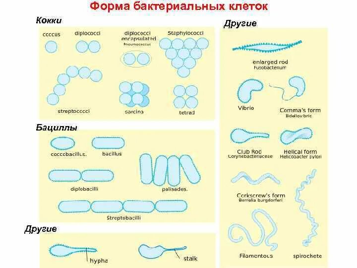 Название 3 бактерий. Форма бактерии кокки. Формы бактериальных клеток кокки. Формы клеток бактерий кокки. Формы бактериальных клеток 5 класс биология.