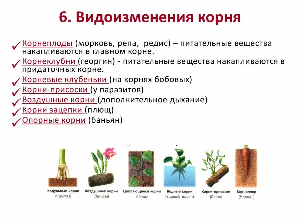Что относится к корневым. Видоизменение корня таблица с примерами. Биология 6 таблица видоизменения корня. Видоизменение корня таблица 6 класс биология.