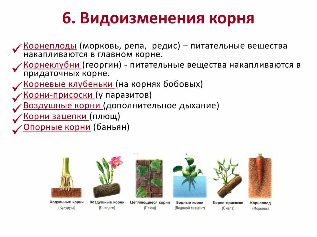 Корневые видоизменения. Видоизменение корня таблица с примерами. Биология 6 таблица видоизменения корня. Видоизменение корня таблица 6 класс биология.