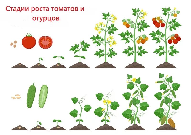 На рисунке изображен томат в разный период. Стадии роста томатов и огурцов. Схема роста ростков томатов. Фазы роста растений томата. Этапы роста огурца.