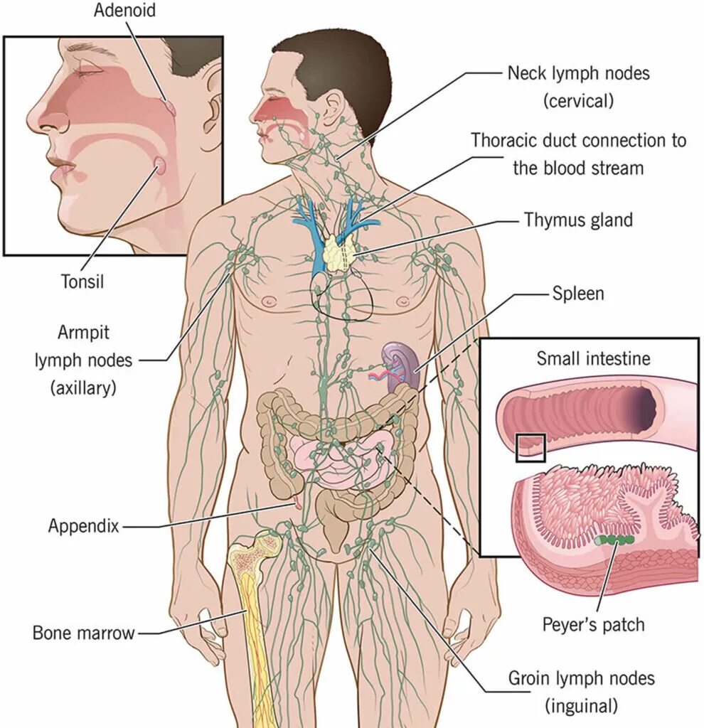 Лимфа и долголетие. Тимус лимфатическая система. organ of blood and lymphatic system. tonsils lymph nodes.