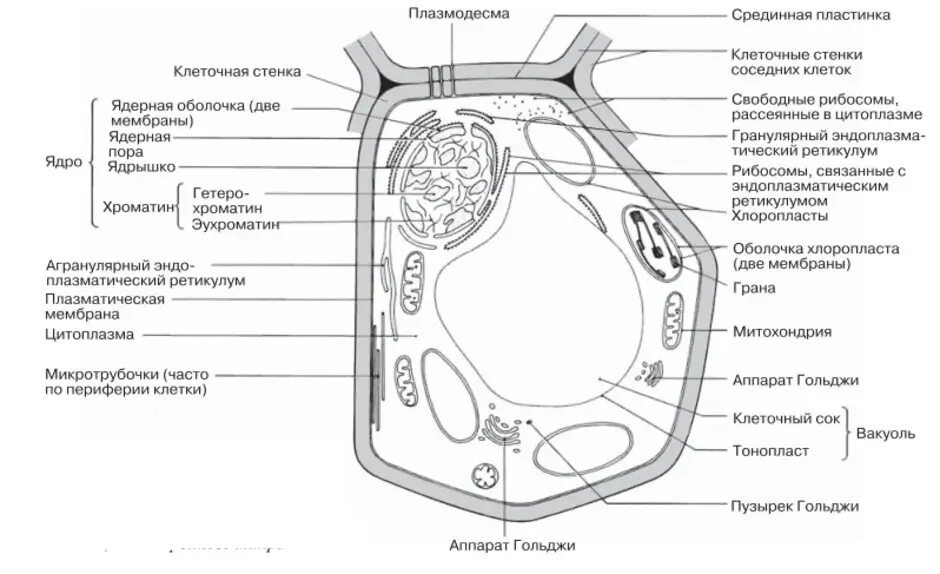 Растительная клетка утверждения. Нарисовать строение растительной клетки. Структура растительной клетки схема. Растительная клетка ЕГЭ биология рисунок. Обобщенная схема строения растительной клетки.