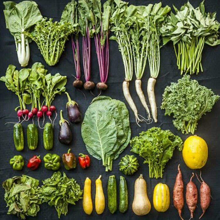 н. овощи с названиями для детей. клубнеплоды список овощей. овощи для дошкольников. названия овощей в огороде для детей.