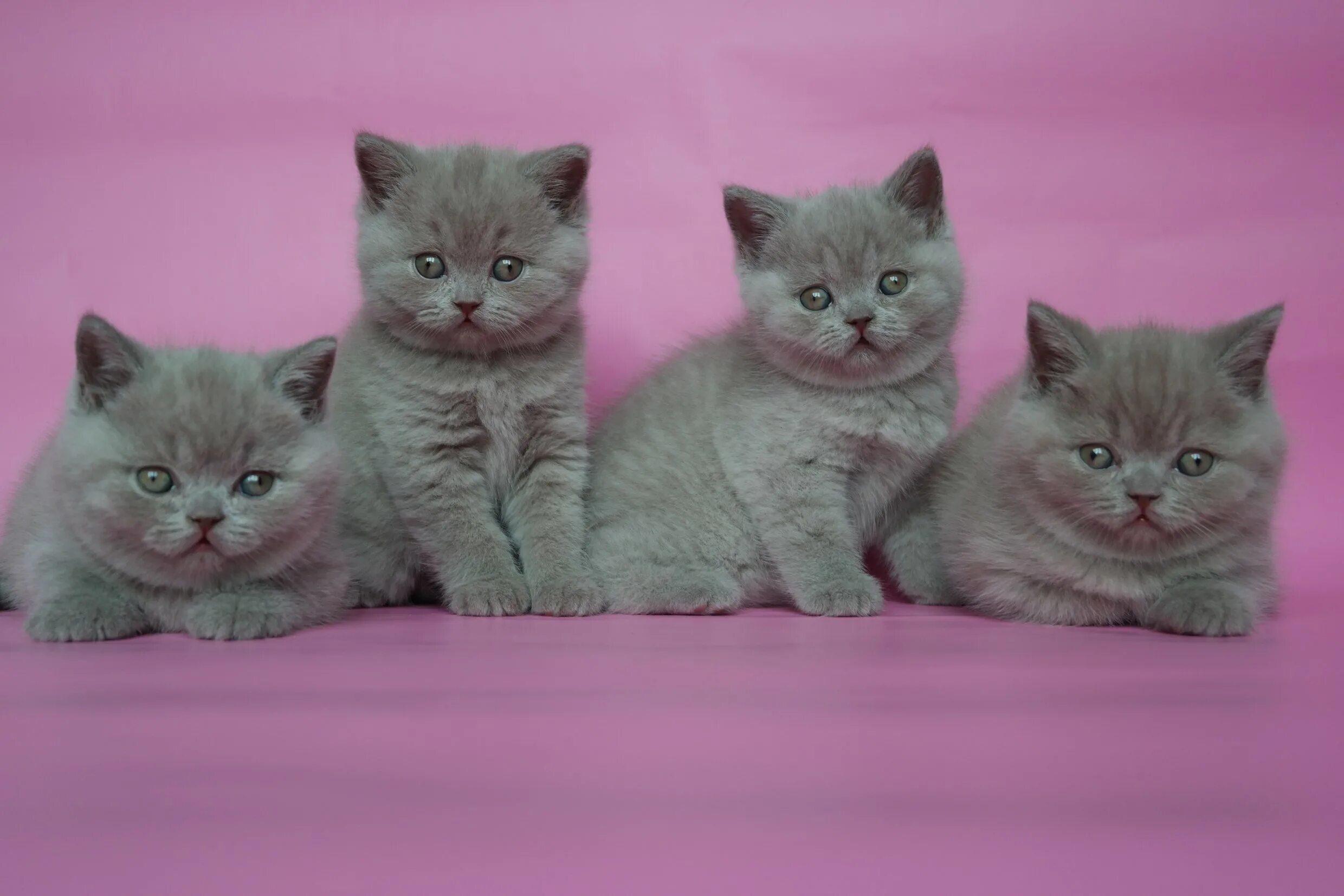 Как выглядят британские котята. Кот британец прямоухий. Питомник блю диаманд британские коты. Британский котенок 2 месяца. Британский серый котенок 1 месяц.