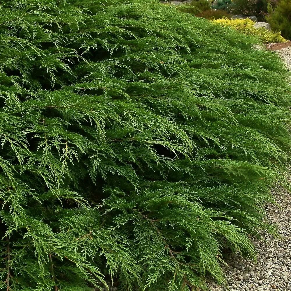 Микробиота сдать. Кишечная микробиота классификация. Микробиота перекрестнопарная microbiota decussata. Микробиота ребенка 3d. Микробиота по осипову это хмс?.