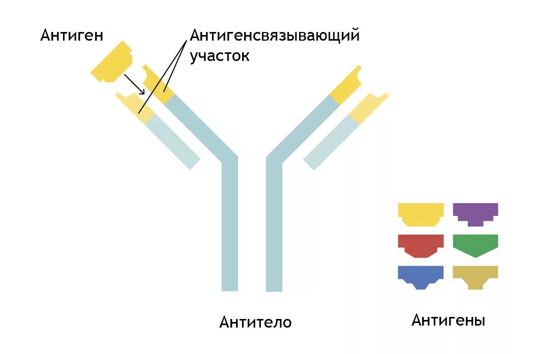 Выработка антигенов. Антиген антитело. Комплекс антиген антитело. Антигены схема. Формирование антиген-антитело.