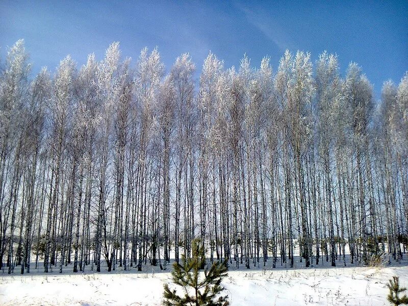 Сосновоборск Пензенская область. Сосновоборский пруд Пензенская область. Природа Сосновоборского района Пензенской области. Пензенская область, Сосновоборский р-н, рабочий пос. Сосновоборск. Погода на неделю в пензенской области сосновоборске