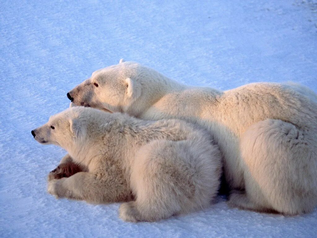 На следующей странице представлены фотографии белого медведя. ГРОЛАР (Полярный Гризли). Белый медведь. Медведица с двумя медвежатами.