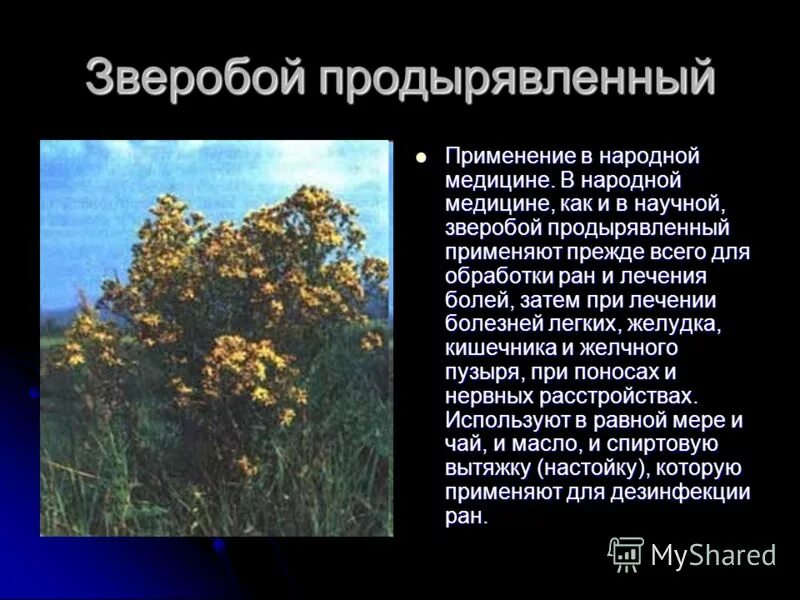 чем полезен зверобой для организма человека мужчин. трава зверобоя продырявленного. зверобой продырявленный описание. лекарственные растения зверобой продырявленный. зверобой продырявленный применение.