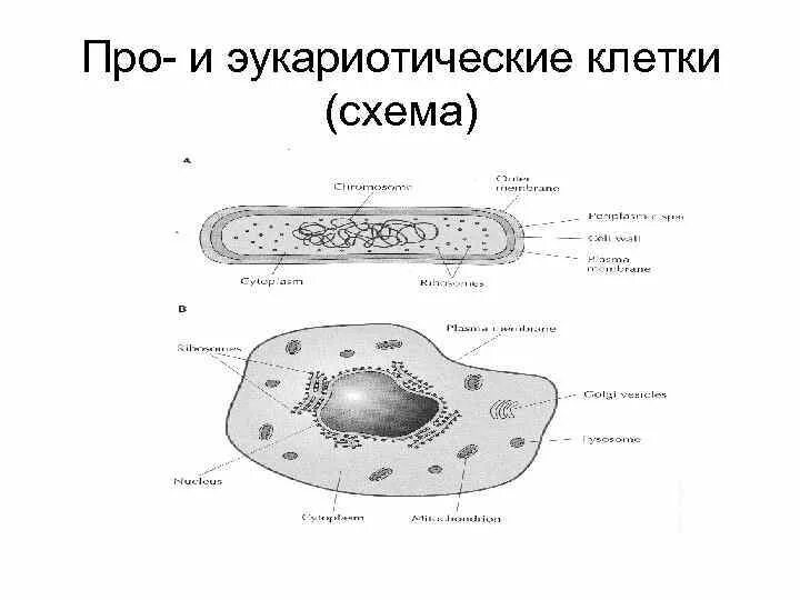 Строение хромосом прокариотической и эукариотической клетки. Схема прокариотической и эукариотической клеток.