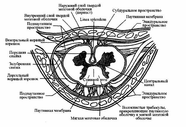 Последовательность расположения оболочек спинного мозга СПИННОЙ МОЗГ это... Что такое СПИННОЙ МОЗГ