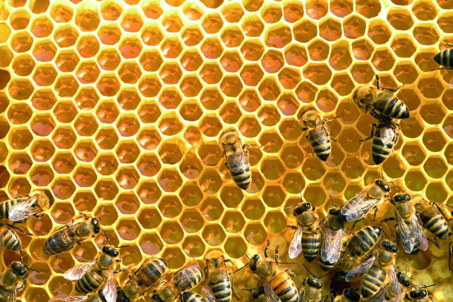Пчеловодство. Пчелы пасека. Соты пчелиные. Улей для пчел. Мед пчелы пасека