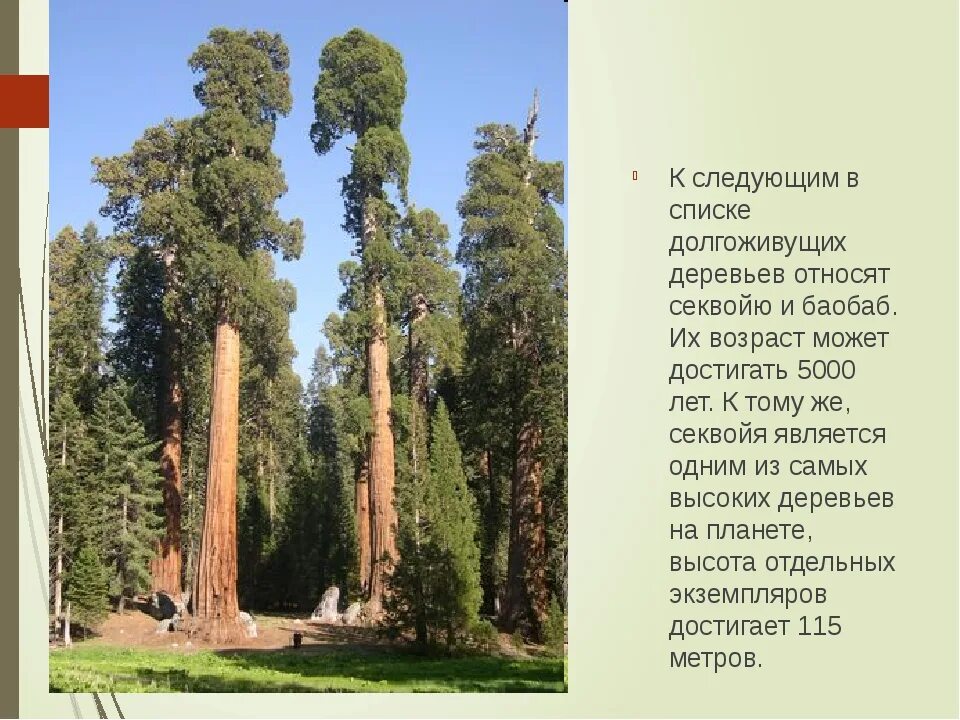 Сколько растет 1 дерево. Деревья долгожители Секвойя. Секвойя дерево Продолжительность жизни. Самое долгоживущее дерево в России. Секвойя и баобаб.