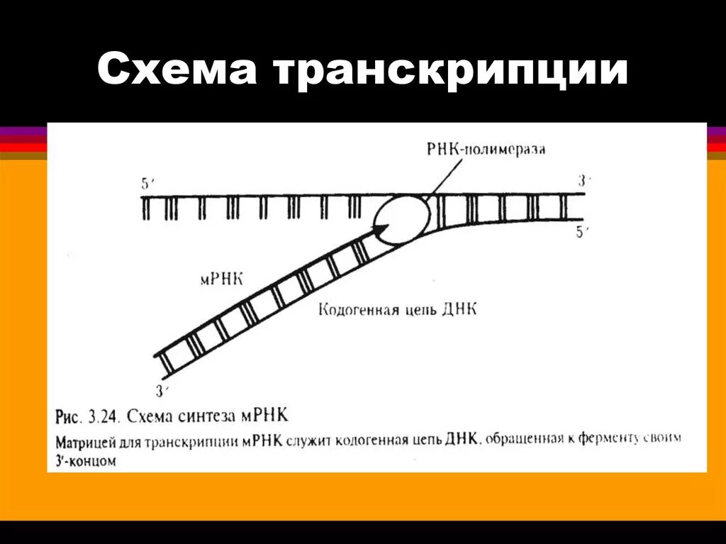 Днк штрих концы. Транскрипция РНК схема. Схема процесса транскрипции. Транскрипция ДНК. Транскрипция биология схема.