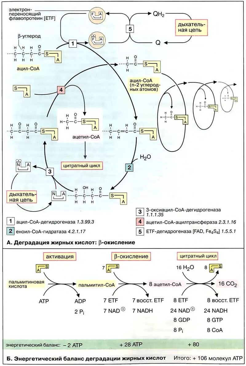 Окисление в биосинтезе. Схема бета окисления жирных кислот. Цикл бета окисления жирных кислот. Ферменты бета окисления жирных кислот. B окисление жирных кислот биохимия.