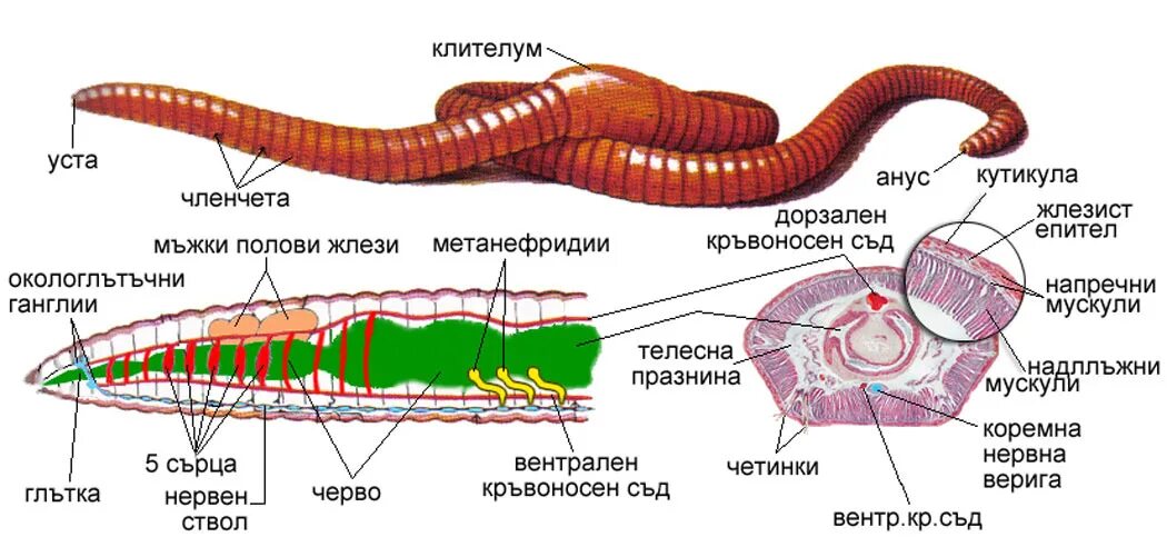 Строение кольчатого червяка. Строение кольчатого червя. Структура дождевого червя. Строение типа кольчатых червей. Рисунок строения червя