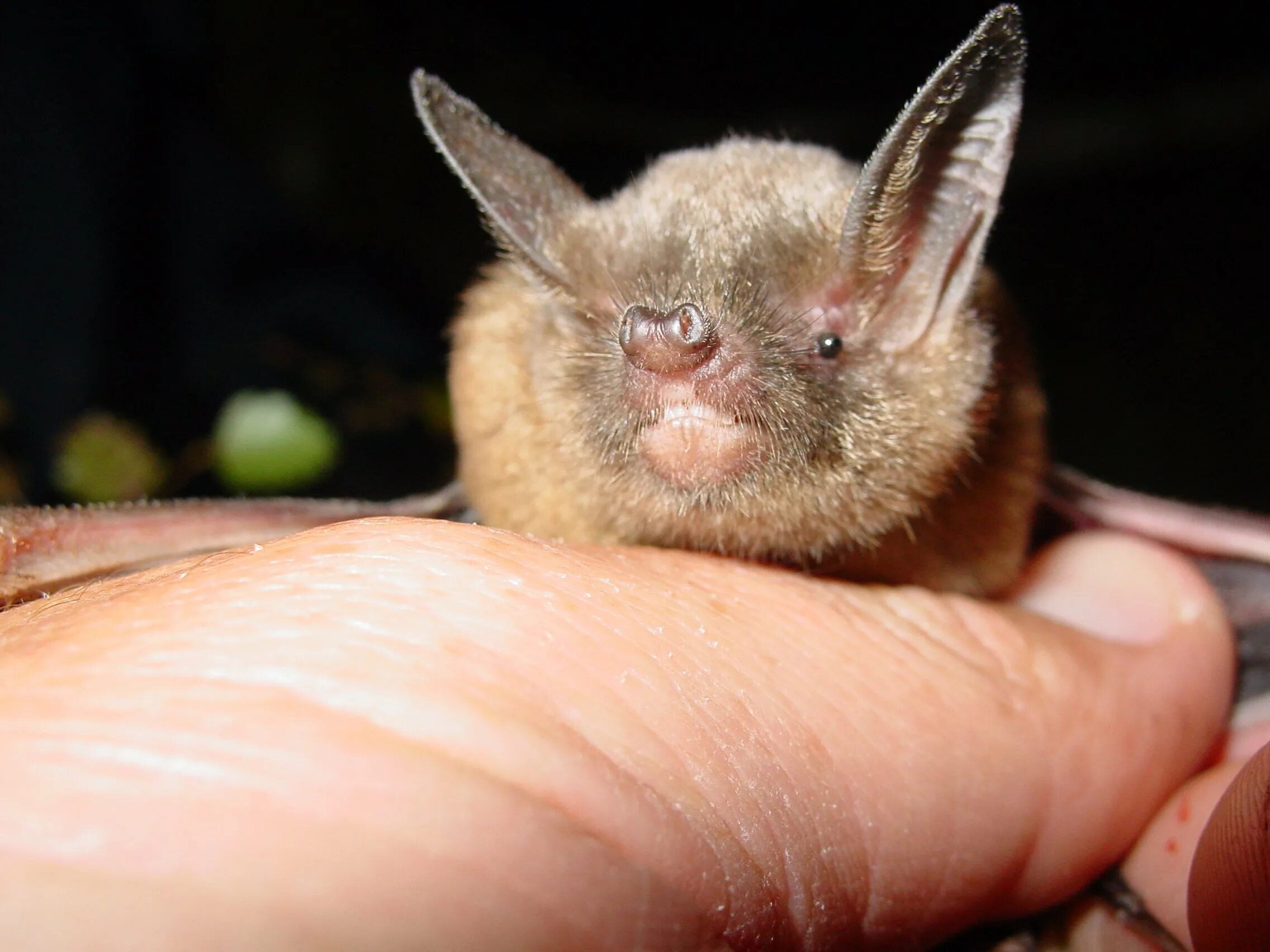 Native only. New Zealand bat. The short-tailed and long-tailed bats. New Zealand. Tentbat.