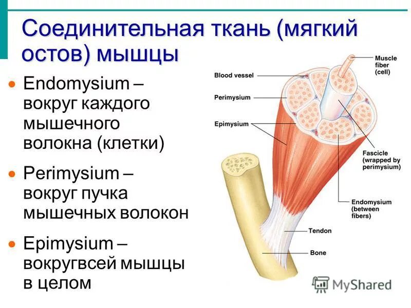полость рта анатомия твердое небо. строение ротовой полости миндалины. где находятся мягкие ткани у человека. строение ротовой полости миндалины. слова с мягким знаком.
