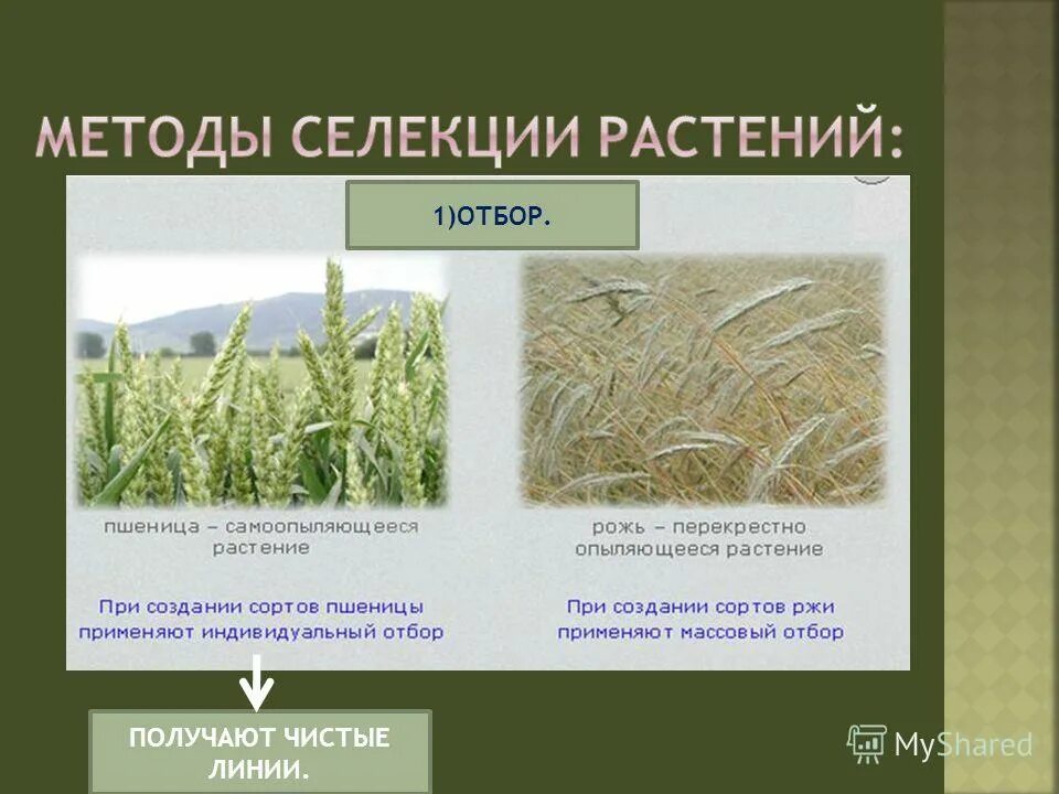 Отбор в селекции используют. Методы селекции растений. методы отбора в селекции растений. массовый отбор растений. массовый отбор в селекции.