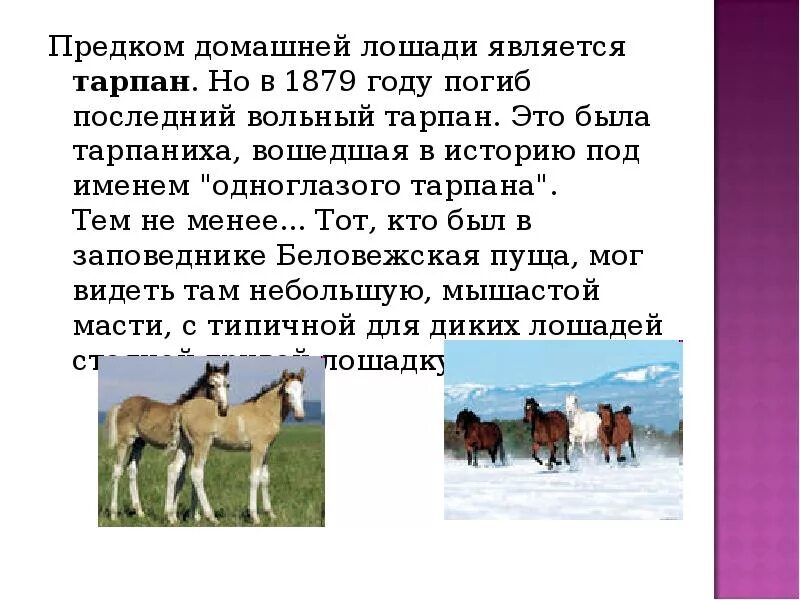 Домашние животные сообщение 2 класс окружающий. Лошадь презентация для начальной школы. доклад про домашнее животное лошадь. сообщение на тему домашние лошади. рассказ о коневодстве.