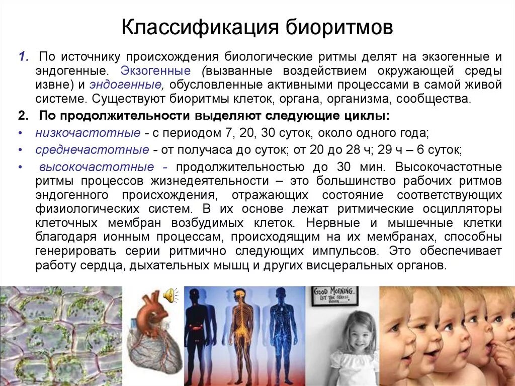 биоритмы являются основой. суточный биоритм. класс биологические ритмы. класс биологические ритмы. биологические ритмы.