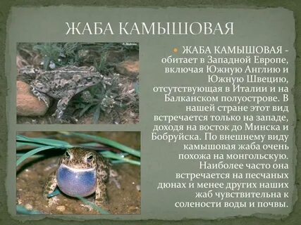 Камышовая жаба красная книга
