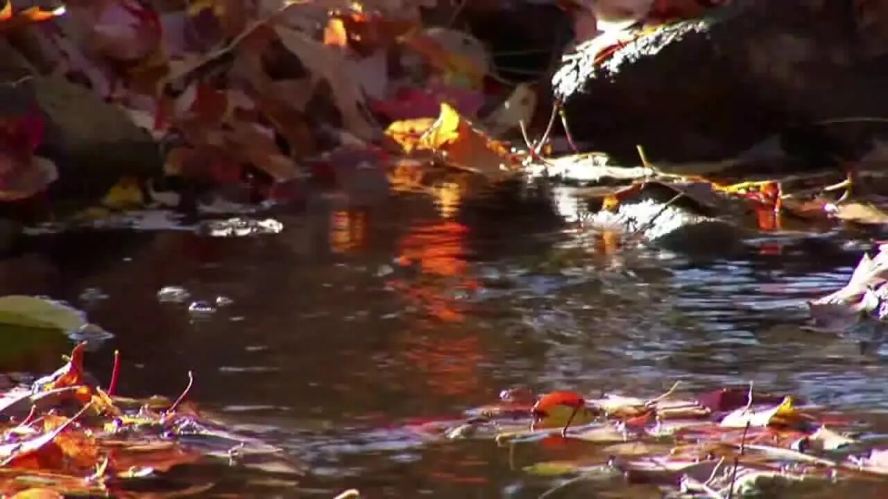 ушедшим я пою