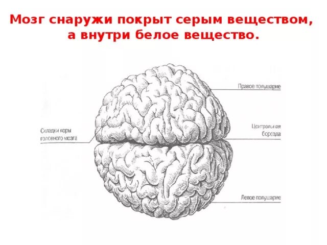 Мозг снаружи
