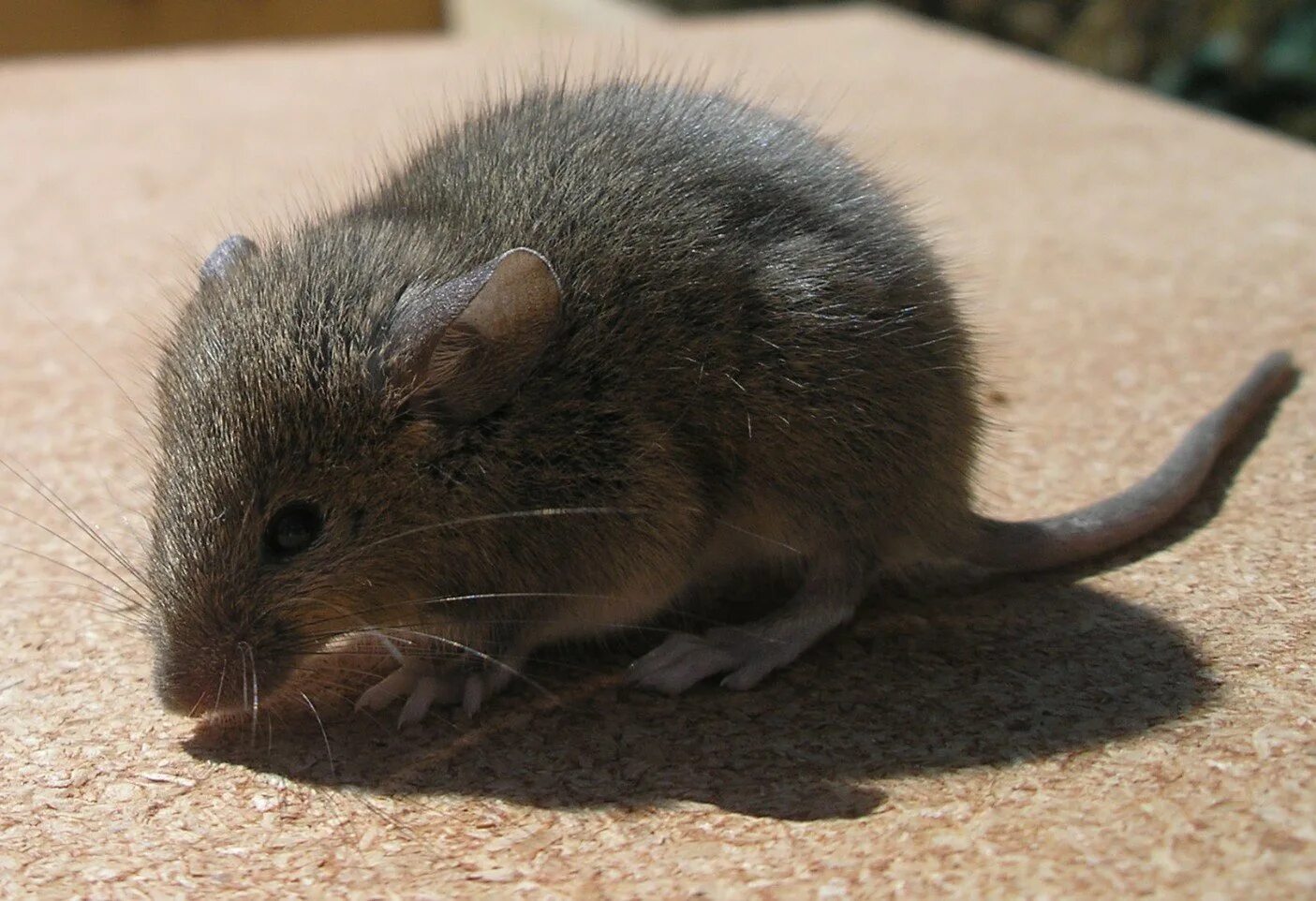 Взрослые мыши. Мышь. Серая мышь. Мышь животное. Мышка серая.