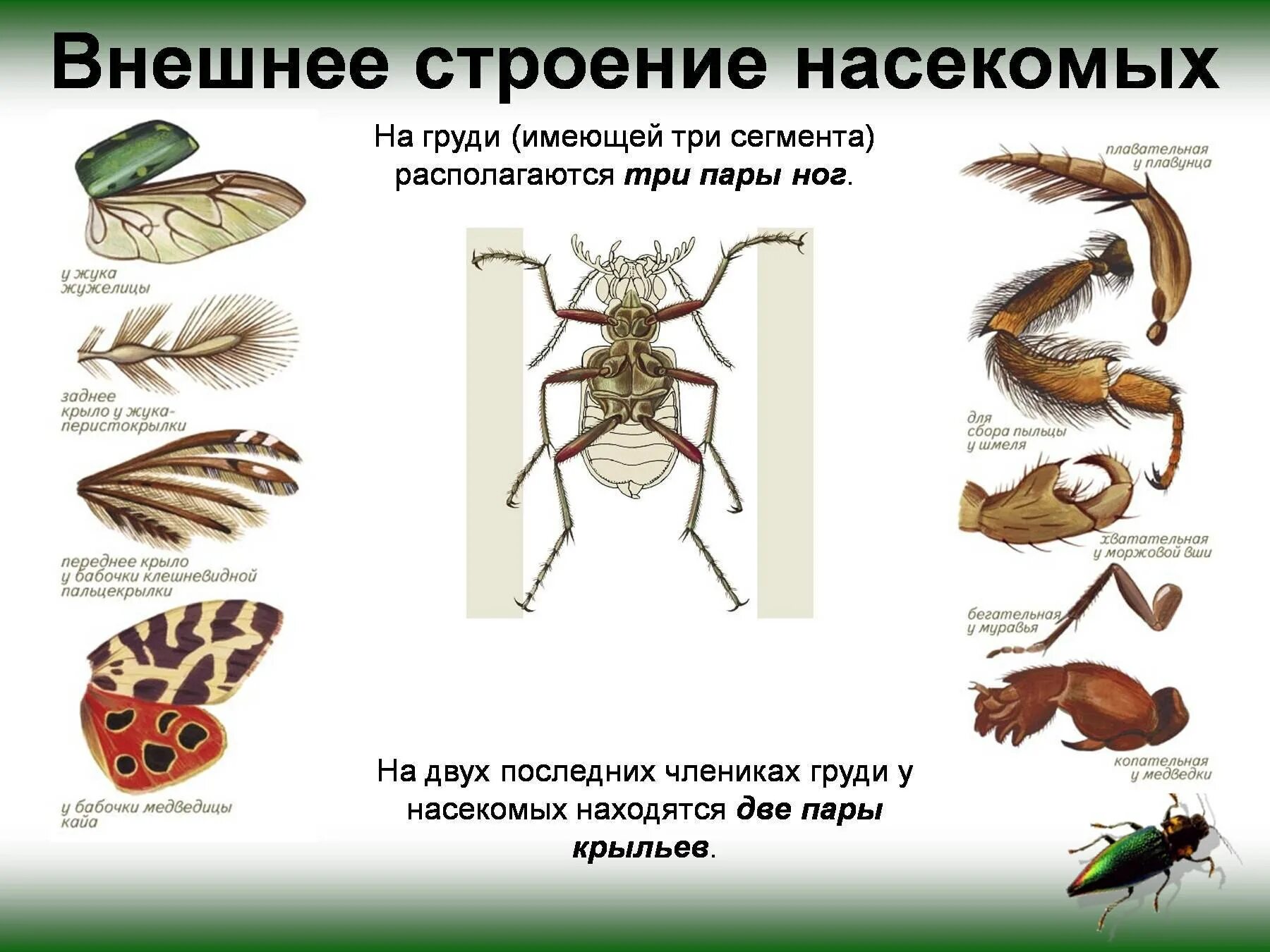 Насекомые имеют 3 отдела. Внешнее строение насекомых 7 класс биология. Внешнее и внутреннее строение насекомого биология 7 класс. Внешне строение насекомых. Внешнее строение груди насекомых.