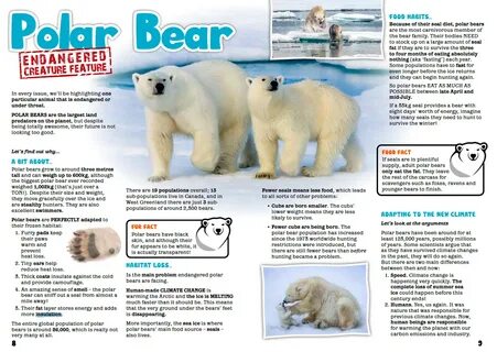 Bear инструкция