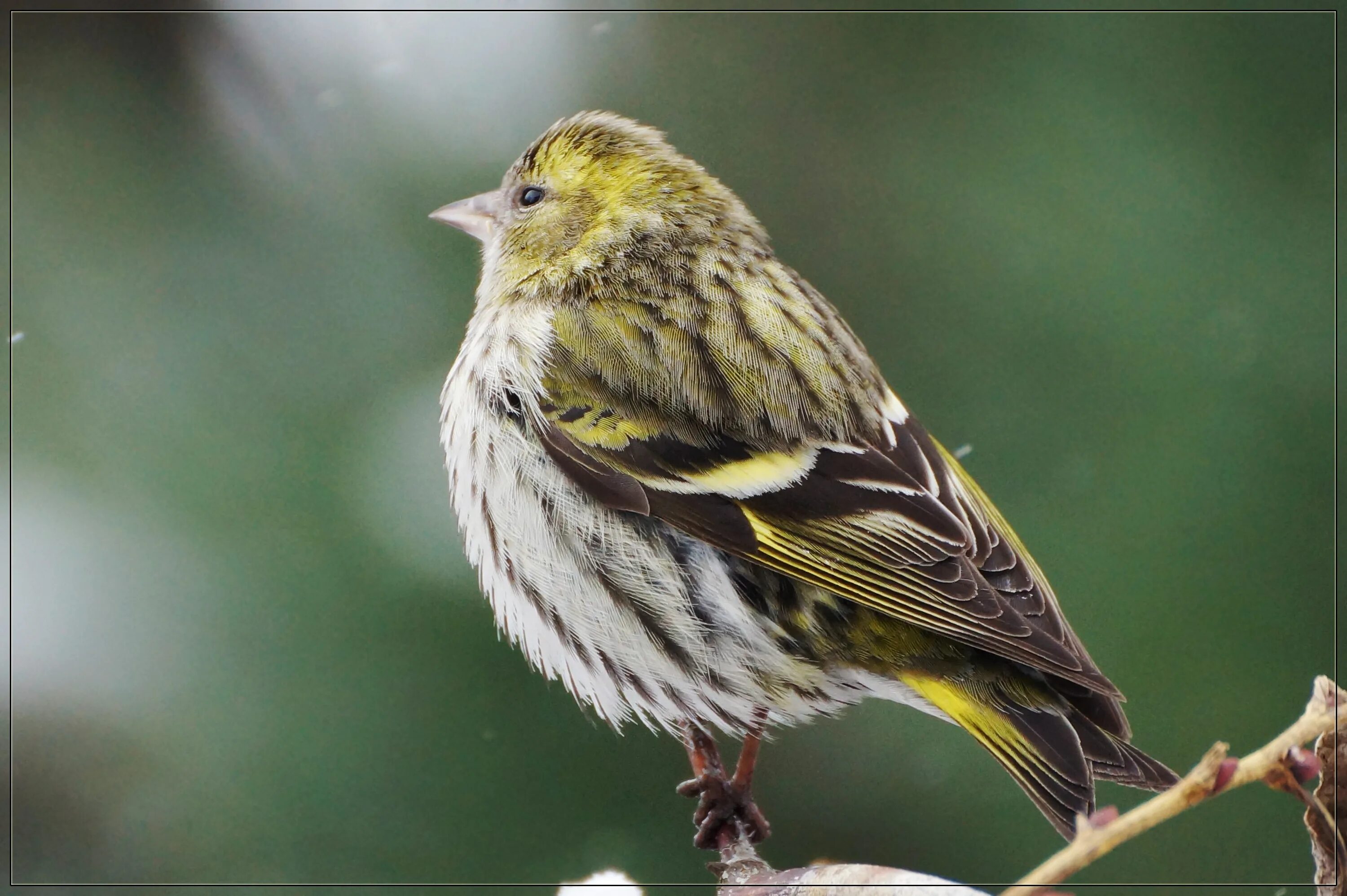 Чиж птица. Чижик и воробей. Чиж и щегол. Развитие чижика. Carduelis spinus.