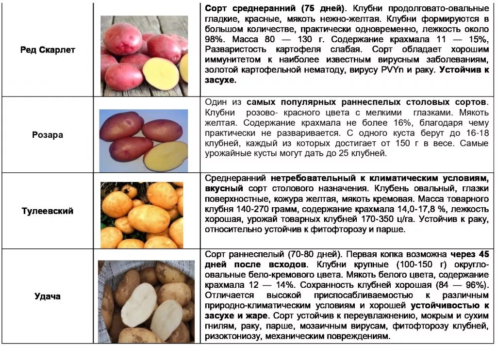 Пароли картофель характеристика. Урожайность сортов картофеля таблица. Сорт картофеля сударыня. Картошка описание сорта. Крахмалистые сорта картофеля.