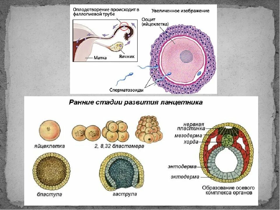 Процесс оплодотворения у человека. Образование и движение оплодотворенной яйцеклетки схема. Схема оплодотворения яйцеклетки. Схема оплодотворения яйцеклетки у человека. Этапы оплодотворения у человека.